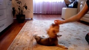 Дрессировка Йоркширского терьера