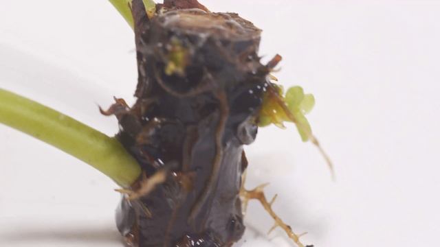 Pilea Peperomioides Baby Making Experiment смотреть онлайн