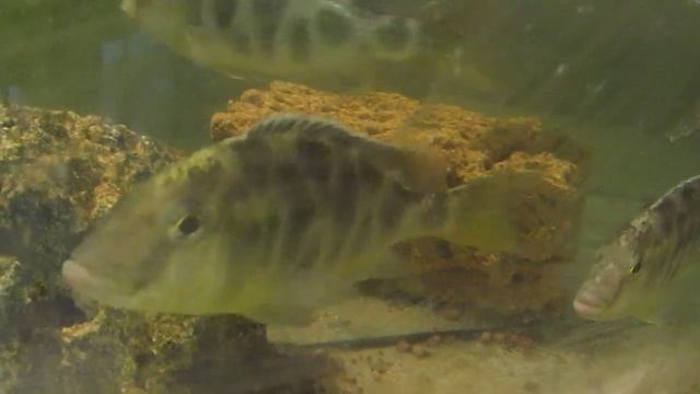 Золотой леопард, Nimbochromis venustus смотреть онлайн