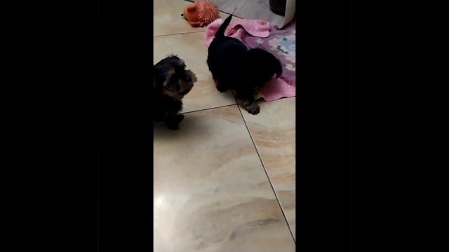 Йоркширский терьер. Малыши🦴🐶 смотреть онлайн