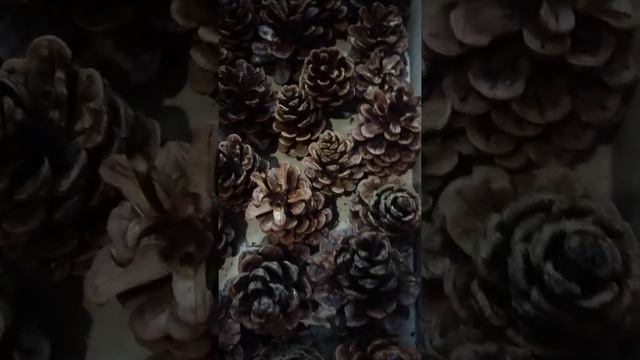 21 мая 2021 г. сосновые маканки . шишки свечи сосновые с полынью, лавандой, солью смотреть онлайн