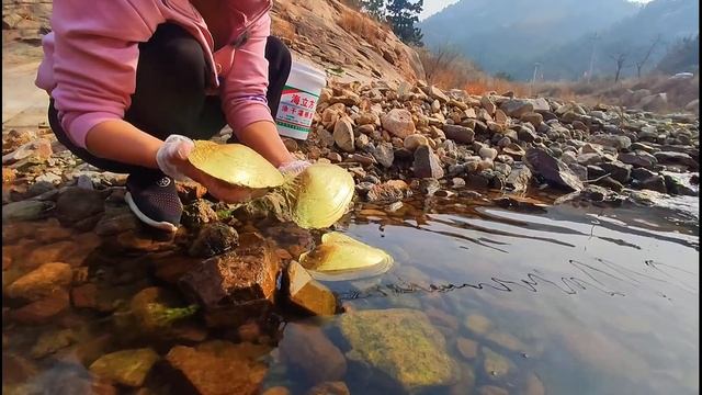 Many golden pearl mussels stranded in the stream. смотреть онлайн
