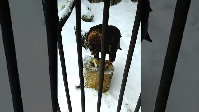 Птица беркут ест ребенка курицы смотреть онлайн