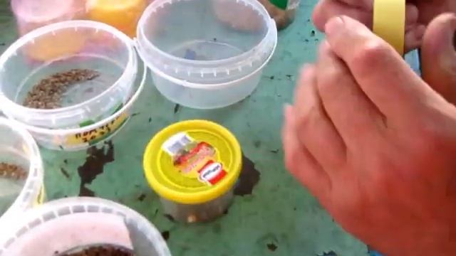СВОИ СЕМЕНА  собрали, промыли,  высушили НА ХРАНЕНИЕ
