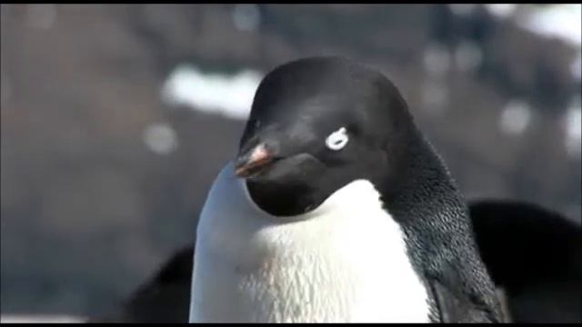 antarctica смотреть онлайн