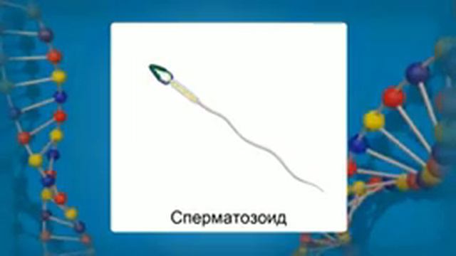 Нестатеве розмноження 21 + смотреть онлайн