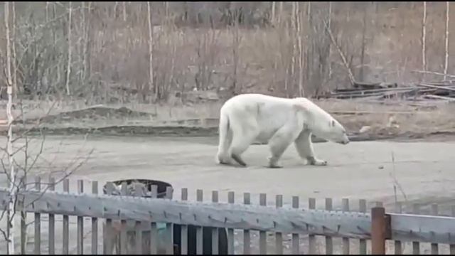 Странствующий белый медведь забрел в якутский поселок Джебарики-Хая смотреть онлайн