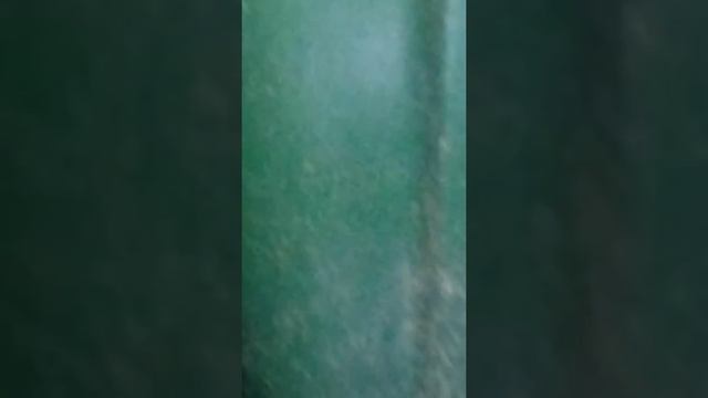 Серая крыса пасюк смотреть онлайн