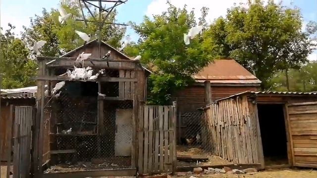 Любовь и голуби / жизнь в деревне #деревня #переезд #пмж смотреть онлайн