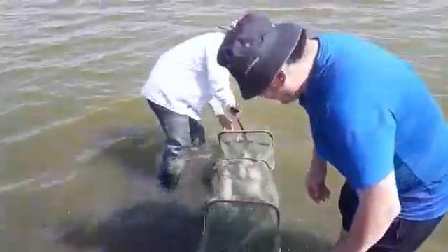 Сазан клюёт на бойл🐟👍 смотреть онлайн