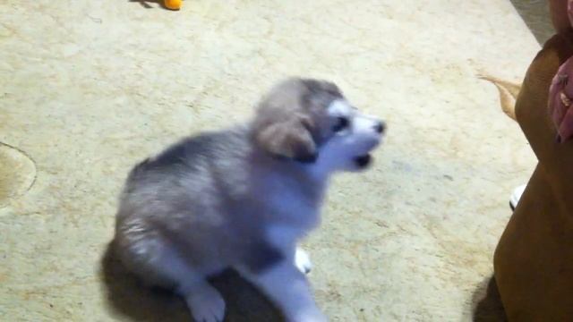 Щенок маламута (Puppy Malamute) - 1,5 месяца пробуем зубами жизнь на вкус)