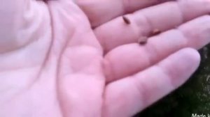 Туя Биота или Плосковеточник.Композиции хвойных