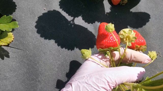 Малга, отличный сорт земляники нсд. смотреть онлайн