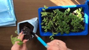 Пикировка томатов! Пересадка томатов в мешочки, первый опыт)))