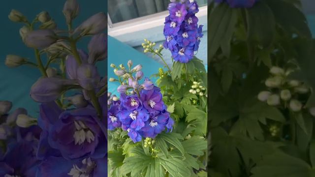 #delphiniums #delphinium #purplepetals #purplelilac #purplelovers #springtime #flowers #flowerpower смотреть онлайн