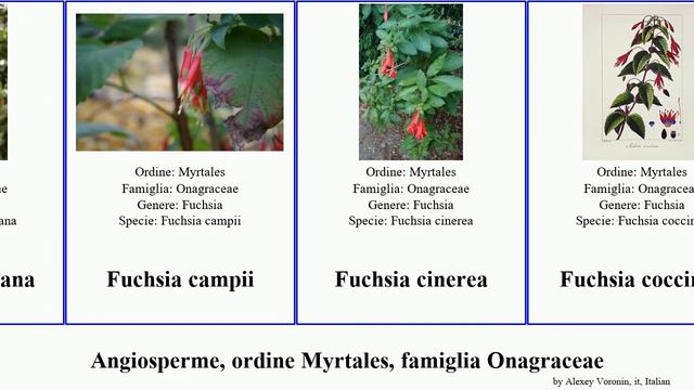 Angiosperme, ordine Myrtales, famiglia Onagraceae fuchsia oenothera camissonia ludwigia circaea смотреть онлайн