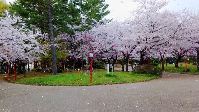 Sakura fall смотреть онлайн