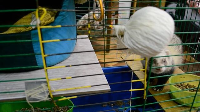 История хорька. Хотели усыпить?! Счастливый хорек. Вторая жизнь. Зооуголок смотреть онлайн