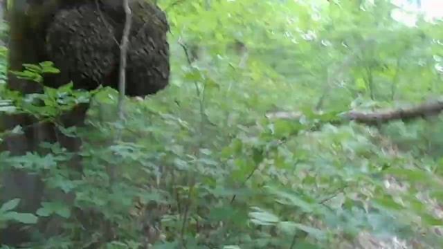наросты на дереве смотреть онлайн