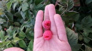 Ремонтантная малина Зюгана плюсы и минусы