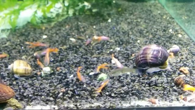 Гуппи Эндлера Скарлет Pink Scarlet Endler