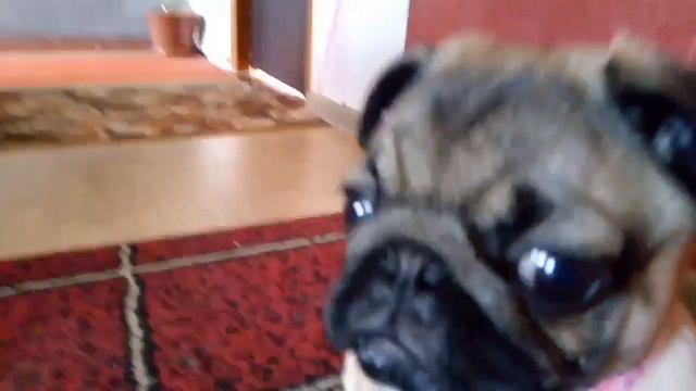 Мопс Мирана| Поводок и шлейка! N15 смотреть онлайн