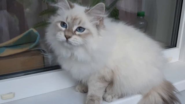 Питомник Сибирских и Невских Маскарадных кошек Звезда маскарада представляет КОТ - ОРФЕЙ смотреть онлайн