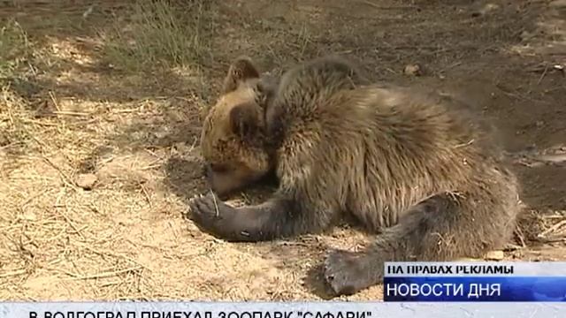 (16+) В ВОЛГОГРАДЕ В ПЕРЕДВИЖНОМ ЗООПАРКЕ РОДИЛИСЬ ДЕТЕНЫШИ ПУМЫ И ДИКОБРАЗА смотреть онлайн