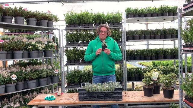 Lavandula angustifolia "Hidcote” lavendel als haag? Kan zeker! смотреть онлайн