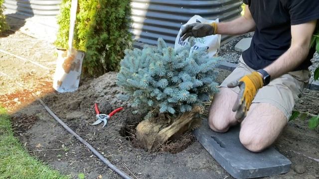 Planting a Globosa Blue Spruce in the Garden! смотреть онлайн