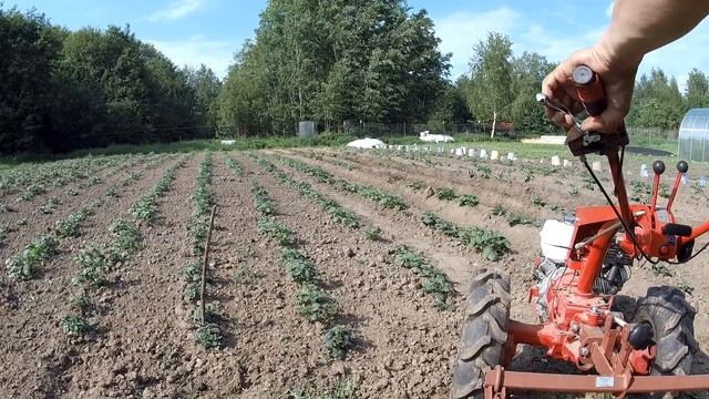 Мотоблок МТЗ Беларус 09Н : окучивание картофеля мотоблоком смотреть онлайн