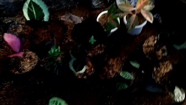OBRAL PAKET SERBA 100 RB CALATHEA DAN AGLONEMA. SINTIA, CRIMSON, FASCIATA, DLL. STOK TERBATAS 🔥🔥🔥🔥 смотреть онлайн