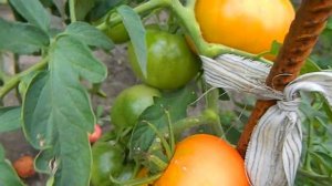 Томат Золотая Тёща F1.