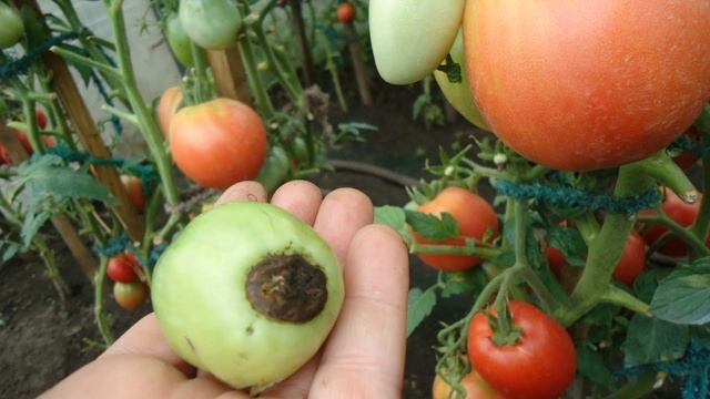 Вершинная гниль томатов смотреть онлайн