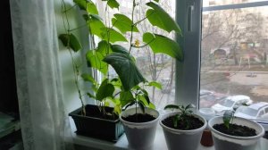 #Мотивация. Грядка на подоконнике. Выращиваем #огурцы в #квартире. Семена огород на окне. #Гавриш