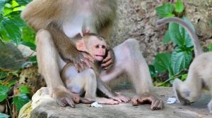 God help!.. Adorable tiny baby Lucie monkey C-rying? Why Mama Luna not take the Feet off her eyes