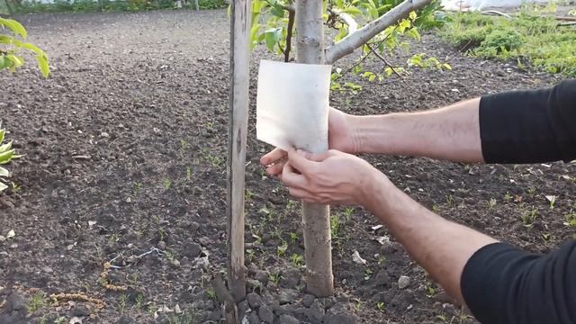 КАК СДЕЛАТЬ ЛОВЧИЙ ПОЯС ДЛЯ ПЛОДОВЫХ ДЕРЕВЬЕВ ОТ МУРАВЬЕВ И ТЛИ. смотреть онлайн