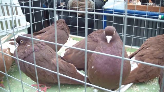 Голуби.Москва 23.11.19г. смотреть онлайн