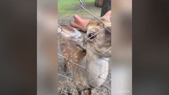 Путешествие с собакой ❤️ смотреть онлайн