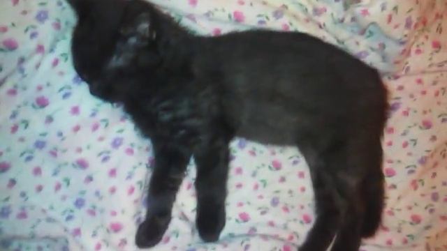 Котёнок спит:) смотреть онлайн