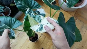 Обзор Алоказий. Содержание. Уход.