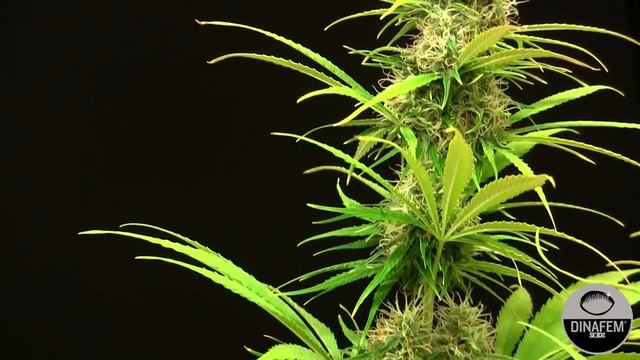 Amnesia XXL Auto (Dinafem) смотреть онлайн