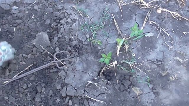 Чем и как выкопать лук вручную. Сбор и сушка лука смотреть онлайн