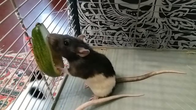 Крысы и авокадо / rats and avocados смотреть онлайн