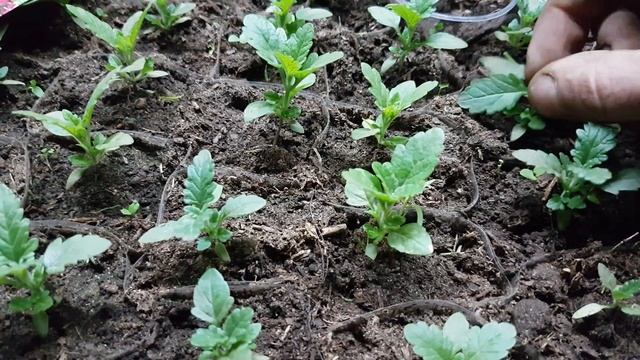 вербена. ПРИЩИПКА вербены. как прищипывать вербену. вербена прищипка