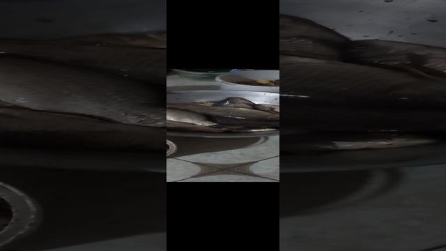 АСТРАХАНЬ  НЕРВНО КУРИТ   РЫБАЛКА НА КУБАНИ