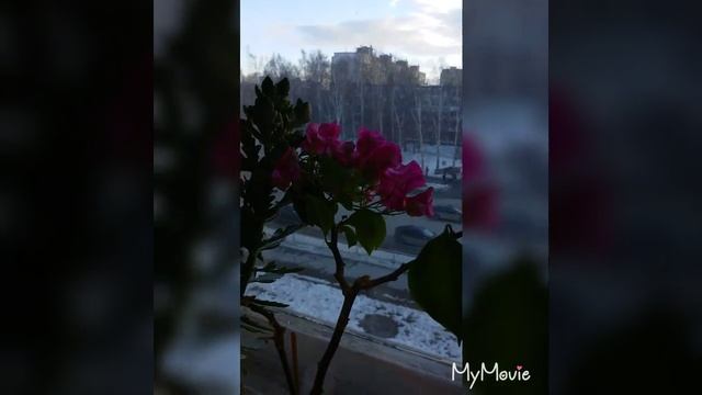 ?#Комнатные_растения, часть 2 #клещ_паутинный, мой способ борьбы✔#блинчики✔попугайчики смотреть онлайн