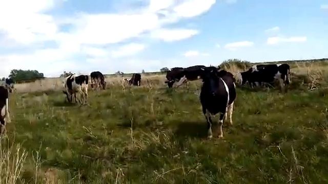 Продажа Дойных коров оптом живым весом. Продажа КРС оптом живым весом порода молочная. Ферма КРС смотреть онлайн