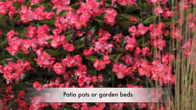 QR Begonia Whopper смотреть онлайн