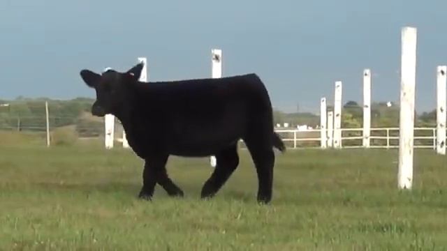 Lot 6 Heifer | Italian Stallion x Mossy Oak смотреть онлайн
